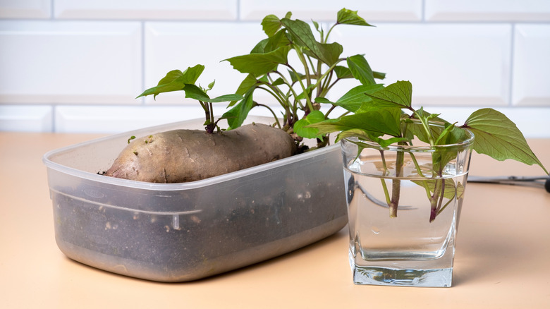 Sweet potato growing slips, and some slips are put in water to grow roots.