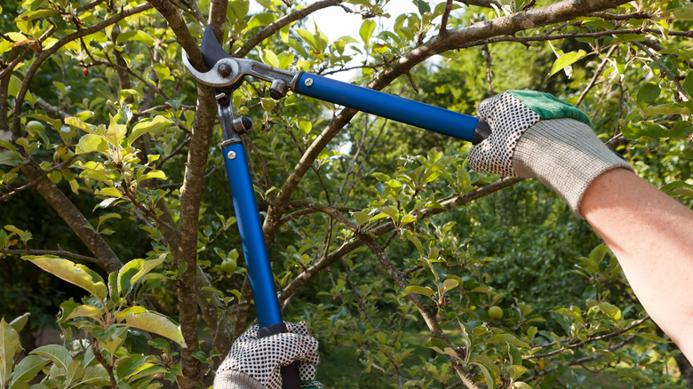 A person uses loppers to prune an apple tree.