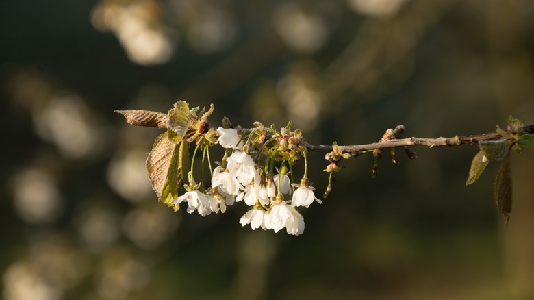 An apple blossom at the end of a branch is damaged by forst.