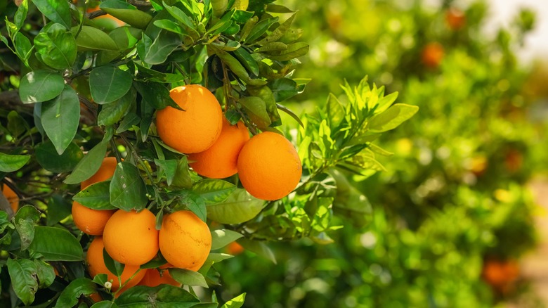 Ripe oranges hang from a tree branch.