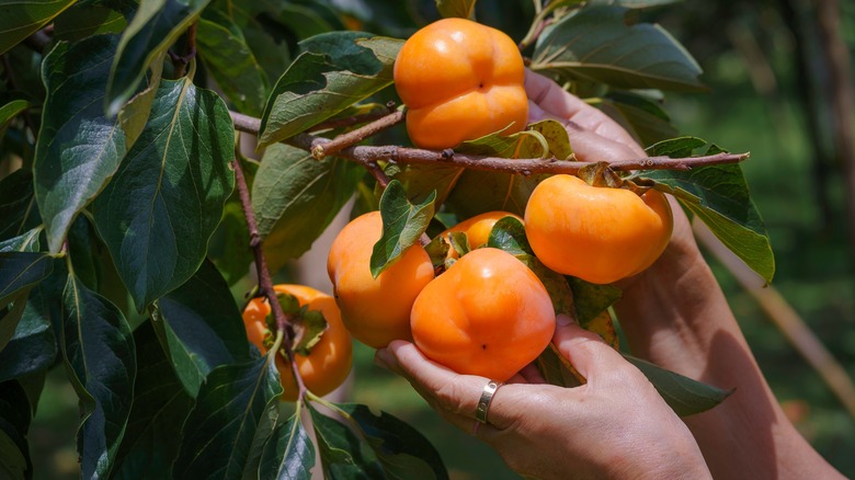A pair of hands are holding round orange persimmons attached to a tree branch.