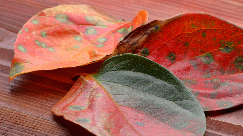Three detached persimmon leaves are a mix of green, red, and orange, with dark spots.
