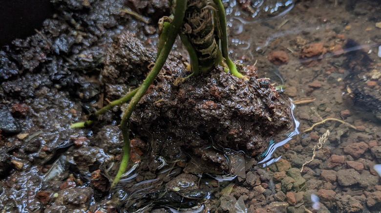 The base and roots of a plant in flooded soil