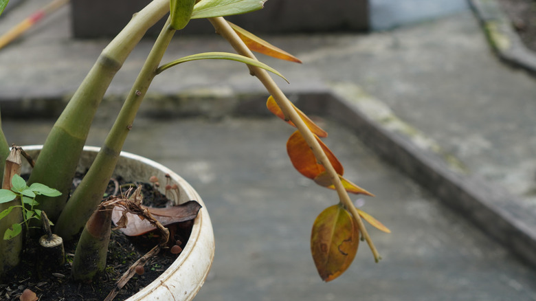 A ZZ plant showing signs of root rot with yellowing wilted leaves.
