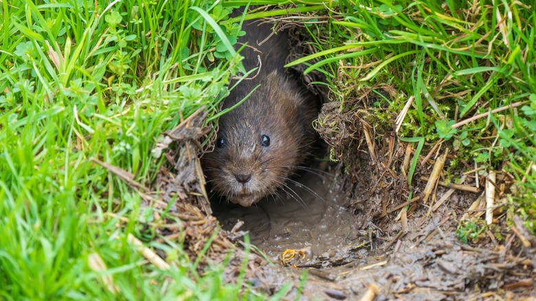 A vole pokes his head out of a hole beneath the grass.