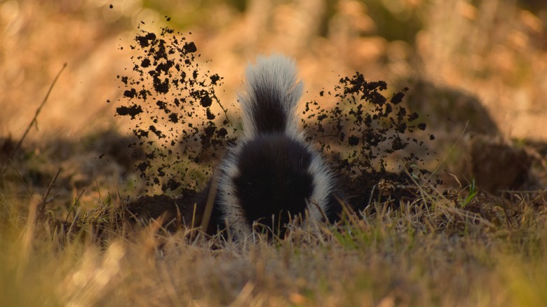 Dirt flies as a skunk digs in the lawn.