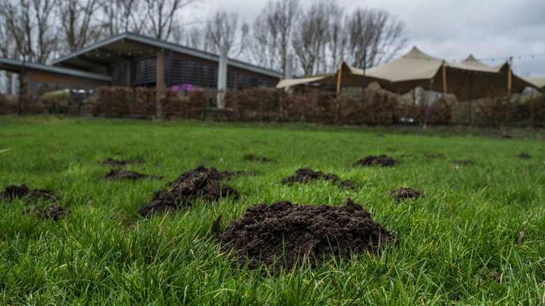 A series of dirt mounds made by groundhogs sit in the grass.