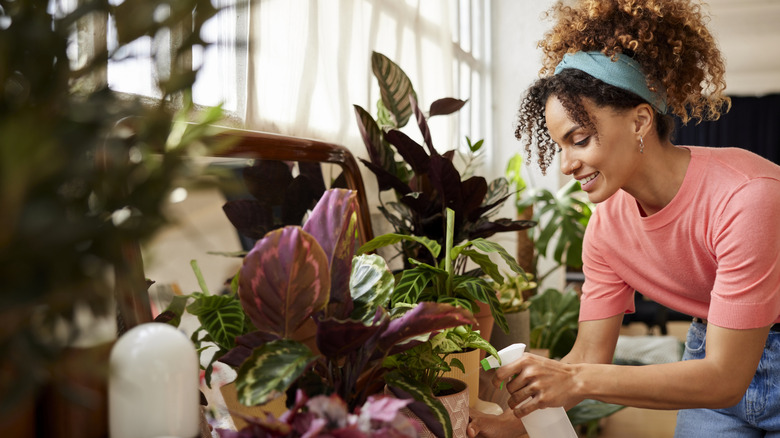 A woman wearing a pink shirt is spraying a row of houseplants.