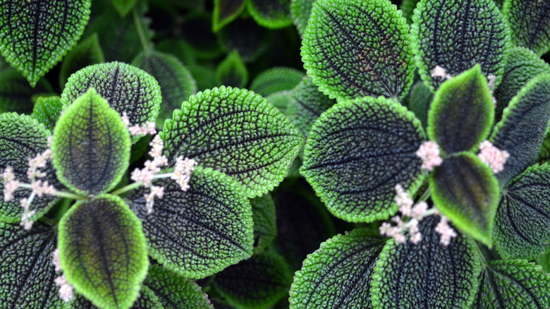 A close-up image of a pilea involucrata show crinkled green leaves with dark lines and tiny pinkish-white blooms.
