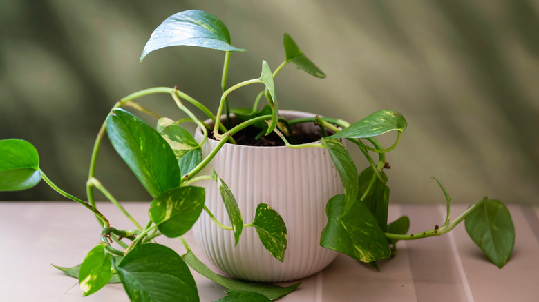 Pothos grows in a white pot.