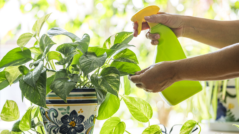 Woman sprays leaf of a pothos plant.