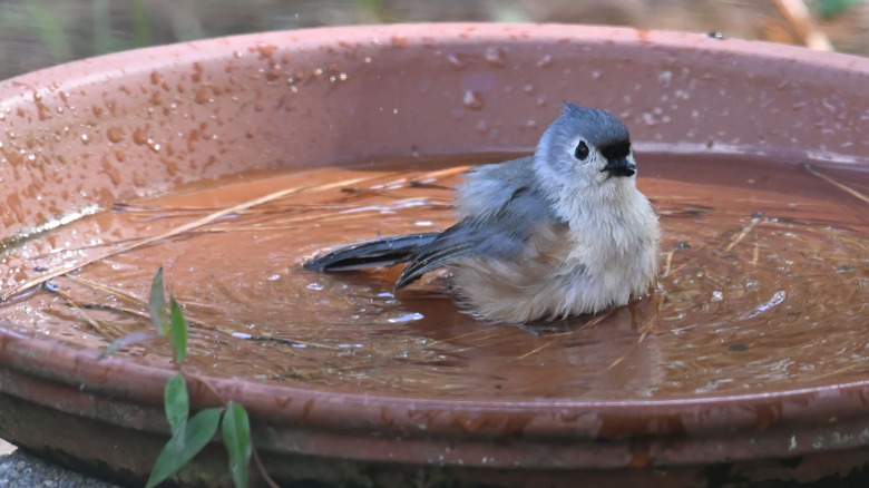 A gray, brown, and black tufted titmouse bathing in a shallow terra cotta dish