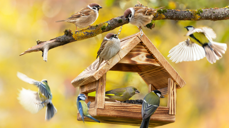 A black, buff, and white chickadee flying away from a green plastic bird feeder