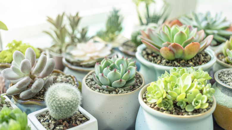Potted succulents thrive on a window sill.