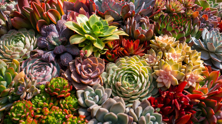 A variety of colorful succulents grow together.