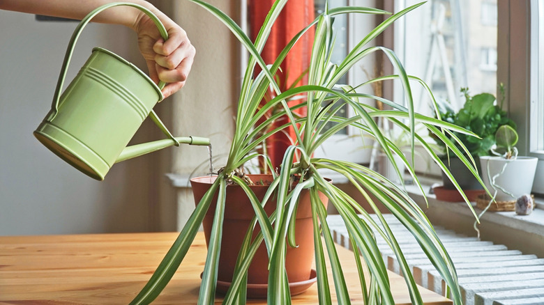 A person waters a spider plant.