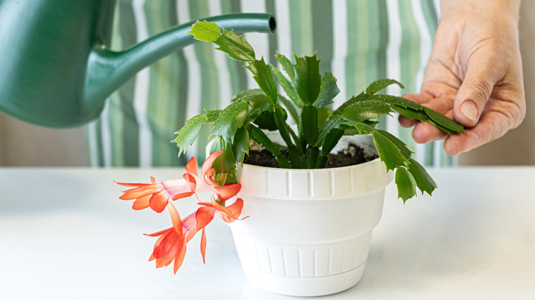 A person waters a Christmas cactus.