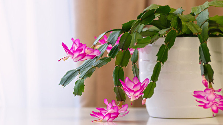A Christmas cactus' pink and white blooms trail out of the pot.