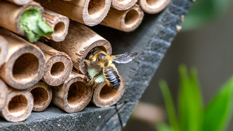 Leaf cutter bee moves into a bee hotel.