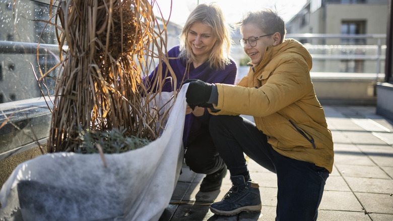 A mom and son prepare a potted plant for winter.