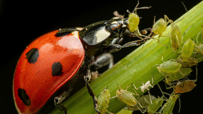 Closeup of a red and black ladybug eating green aphids on a plant stem