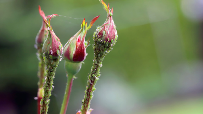 Four red and green rose buds infested with green rose aphids