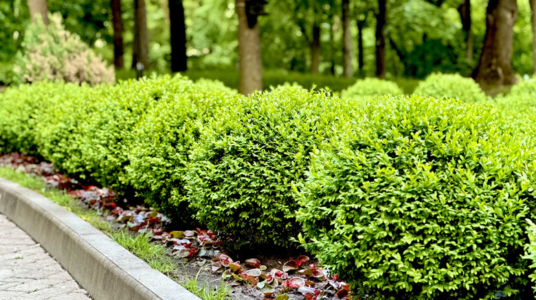 A planting of boxwoods thrive in a landscape.