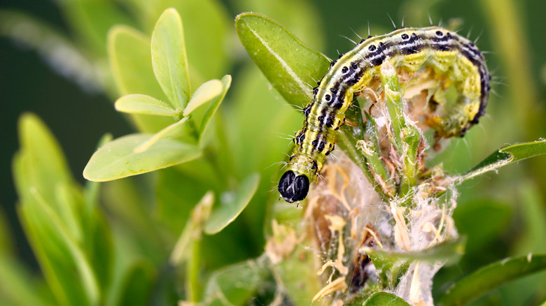 A box tree moth caterpillar clings to a damaged boxwood.