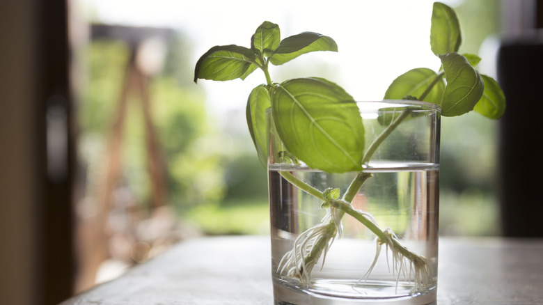 Two basil cuttings grow roots in a glass of water.