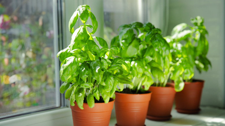 Green basil plants grow in small indoor pots.