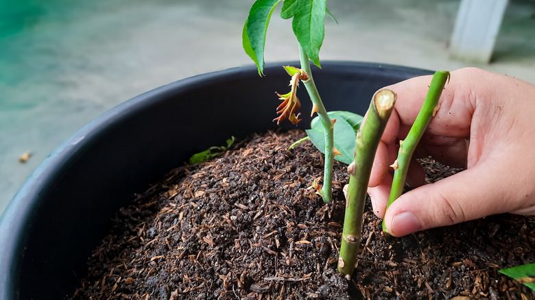 Thin rose cuttings are planted in a group of three in a pot.