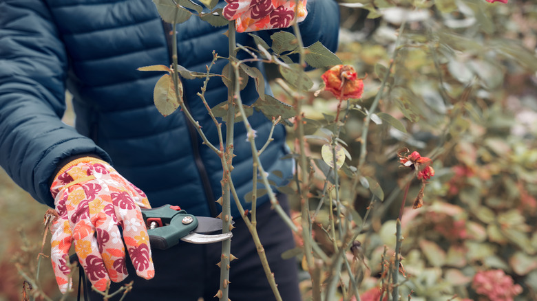 A gardener in a blue puffer jacket and floral gloves using pruners to take a cutting from a rose bush.