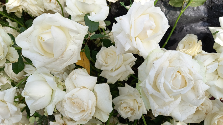 A cluster of white alba roses in bloom.