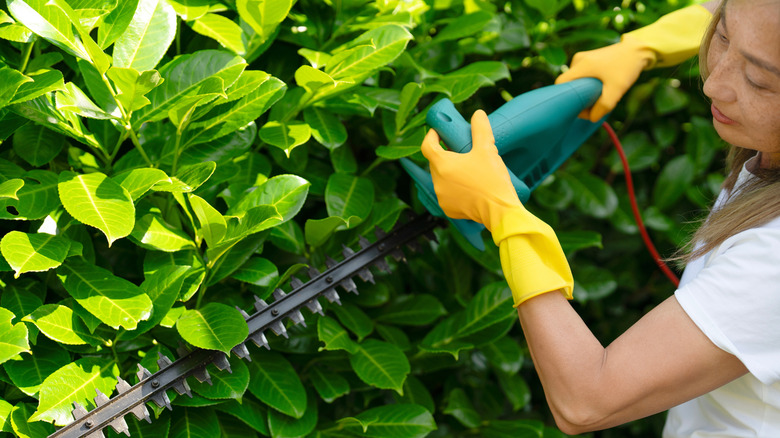 Woman trims green, leafy hedge with electric hedge trimmer.