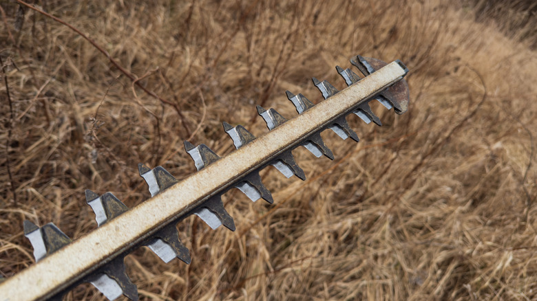 Slightly rusty hedge trimmer hovers over brown grass.