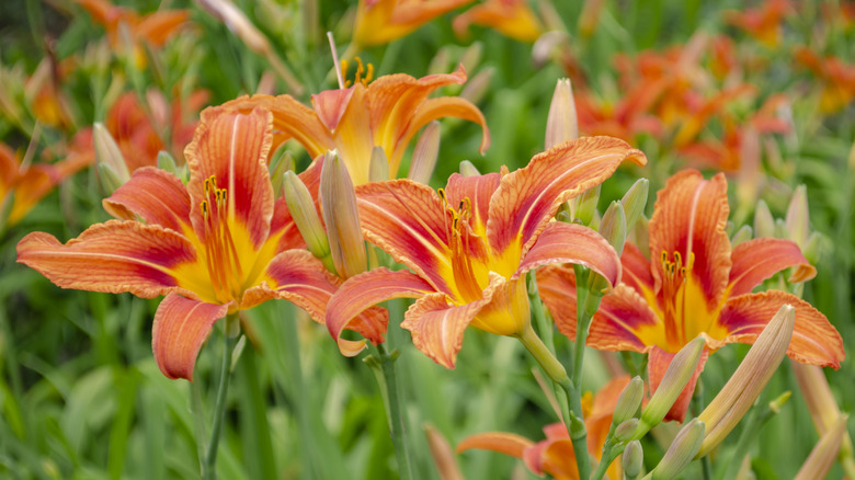 Orange daylilies bloom in a clump.