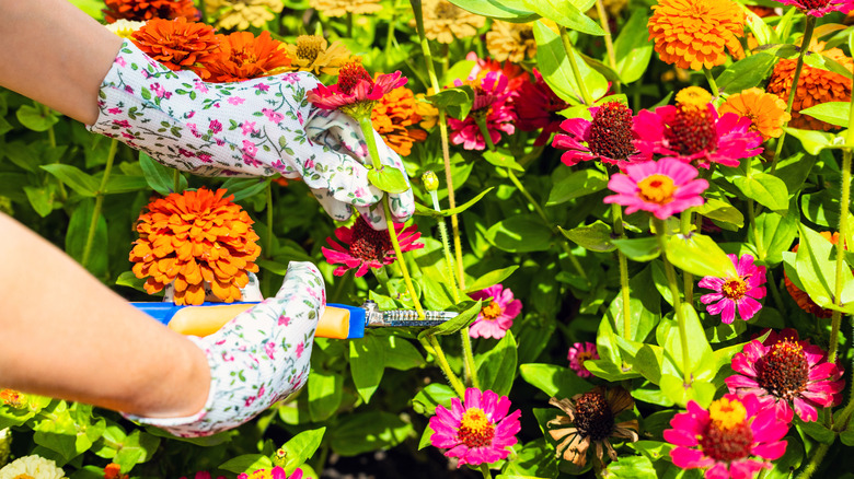 Gloved hands harvest a zinnia flower out of a grouping of them.