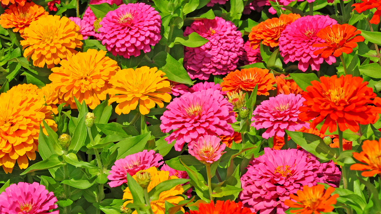 Close up on colorful multi-layered zinnia blooms.