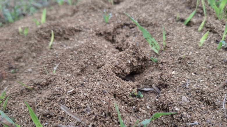 An ant hill with grass coming through