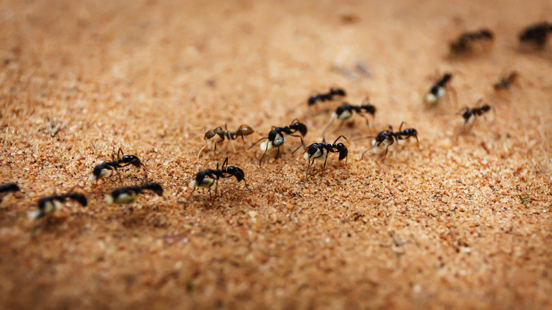 A colony of ants march across the ground.