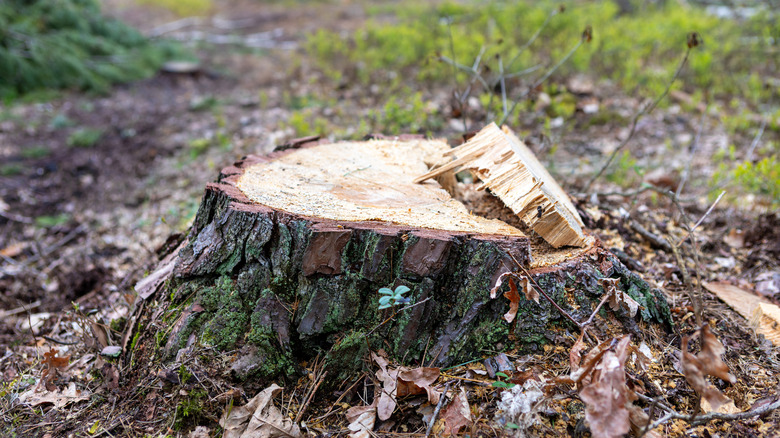 Close-up view of a tree stump in a mossy yard