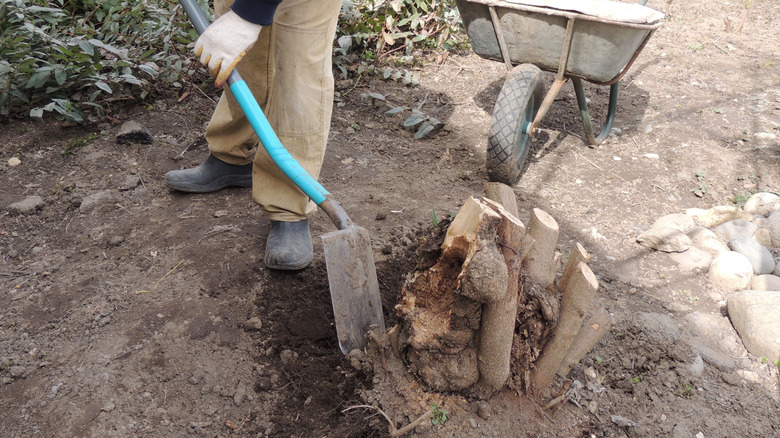 Gardener digs out a tree stump in yard.