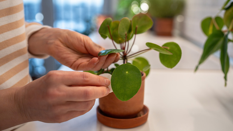 A pair of hands inspect a small, potted houseplant on a counter.