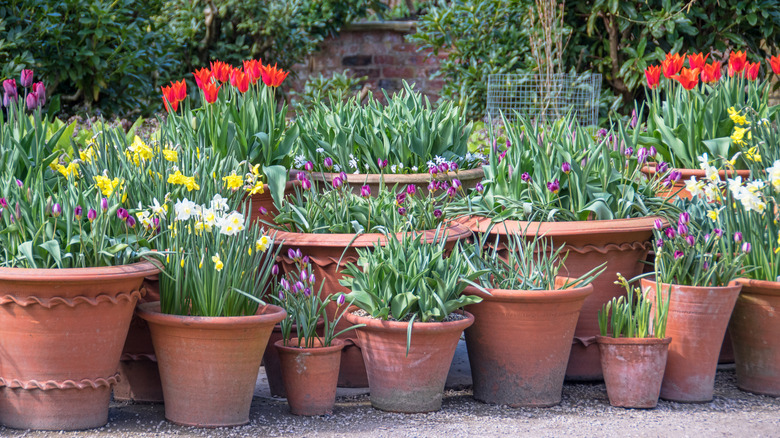 Multiple clean terracotta pots filled with blooming tulips and daffodils in a garden.