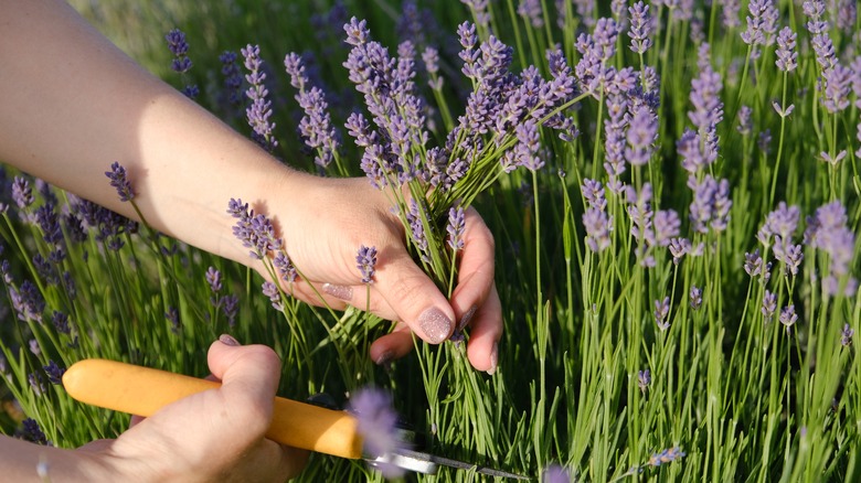 A person using garden shears to harvest blooming lavender flowers in a sunny field.