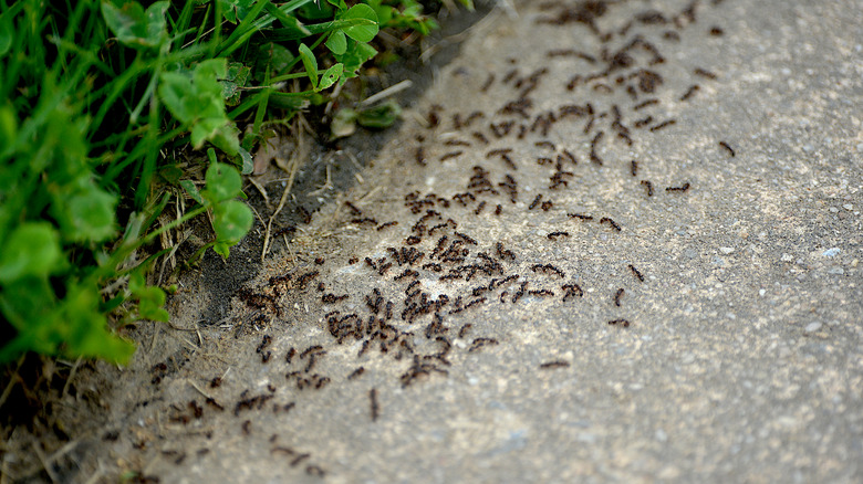 A large group of ants crawling across a cracked pavement near a strip of grass.