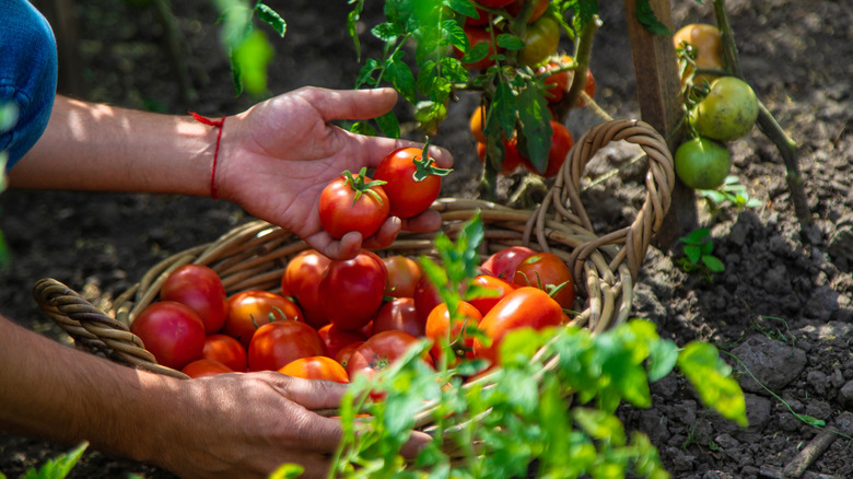 A person harvesting ripe red tomatoes into a basket in a home garden.