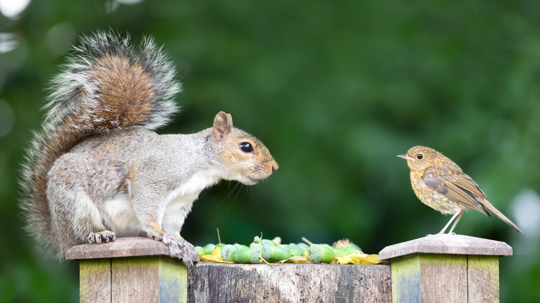 A squirrel and a bird face each other atop fence posts.