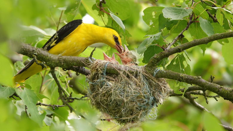 A yellow and black mother bird is feeding two baby birds in a nest.
