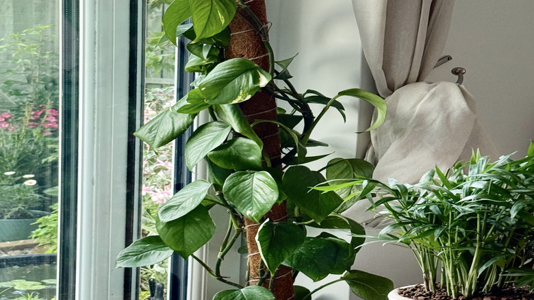 Green pothos leaves secured to a brown moss pole in front of a window